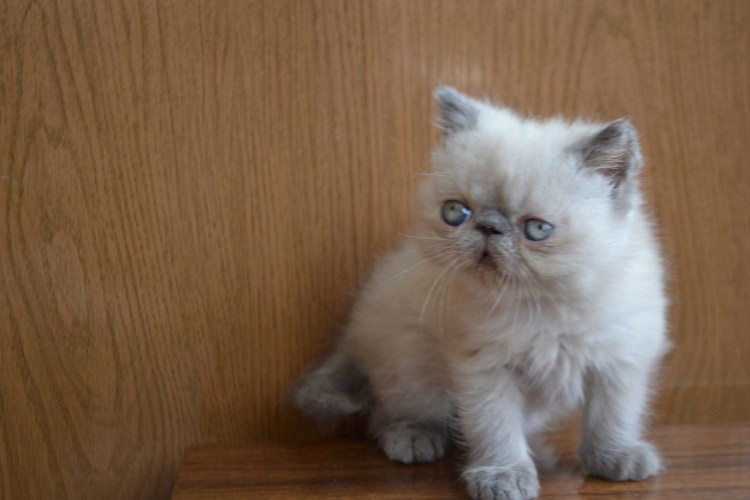 Экзот кошка