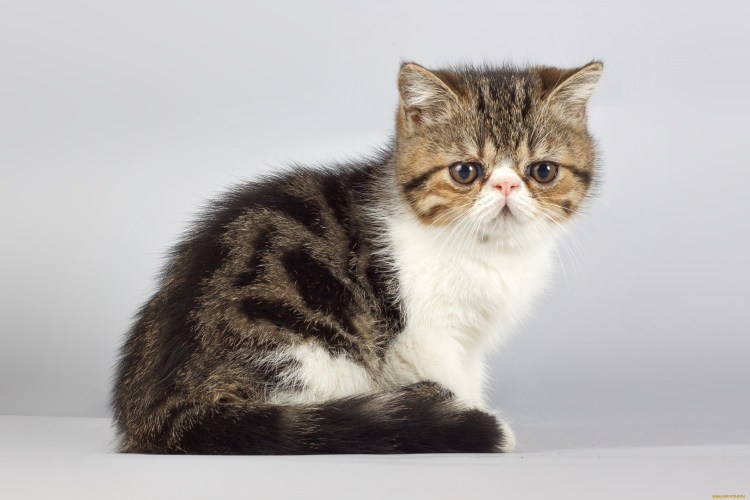 Манчкин экзот