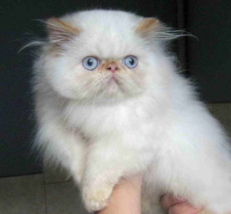 Экзот кошка