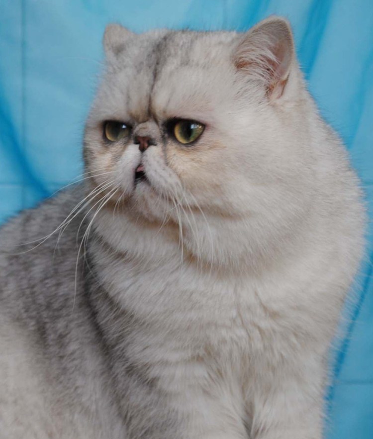 Экзот экстремал котенок