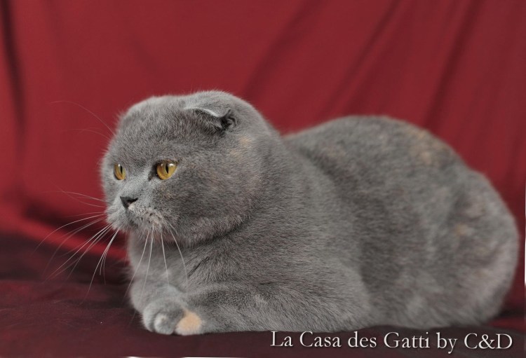 Шотландская вислоухая кошка Арлекин