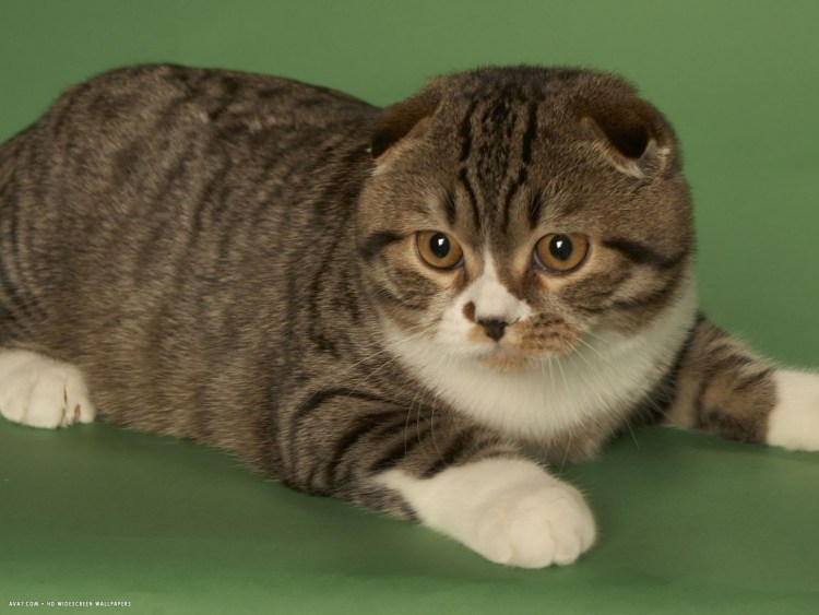 Скоттиш-фолд Шотландская вислоухая с коротким хвостом