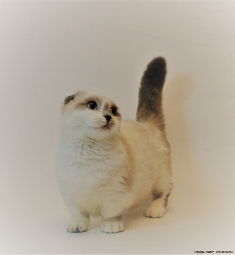 Манчкин Шотландская вислоухая