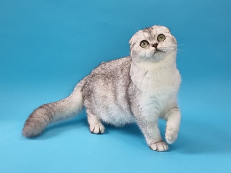 Скоттиш-фолд Шотландская вислоухая