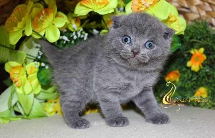 Как выглядит кот шотландский вислоухий 6 месчука