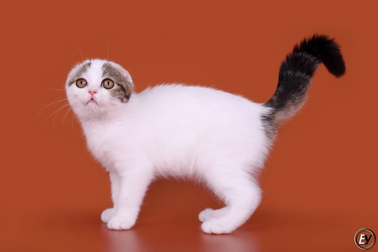 Хвост у вислоухих котят