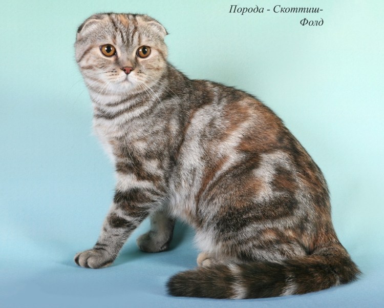 Шотландская вислоухая кошка стандарт породы