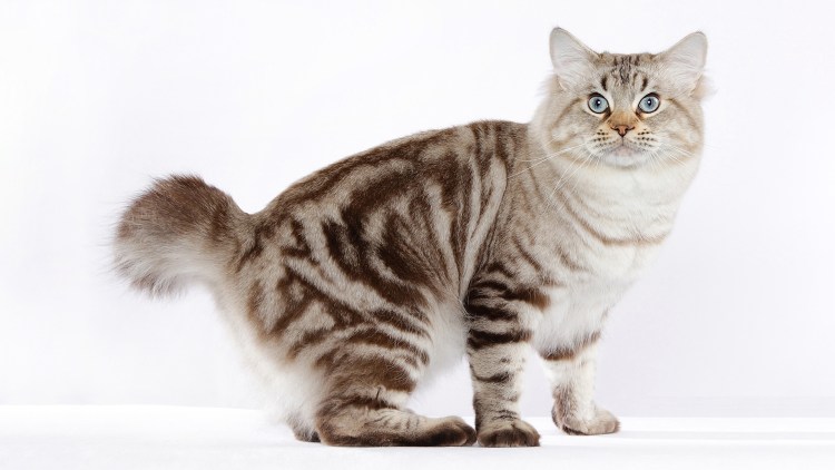 Скоттиш-фолд Шотландская характеристики