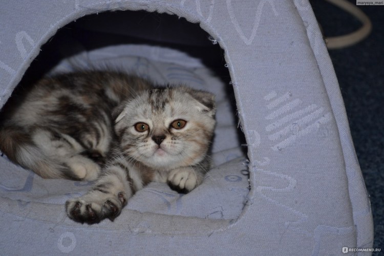 Британский вислоухий кот