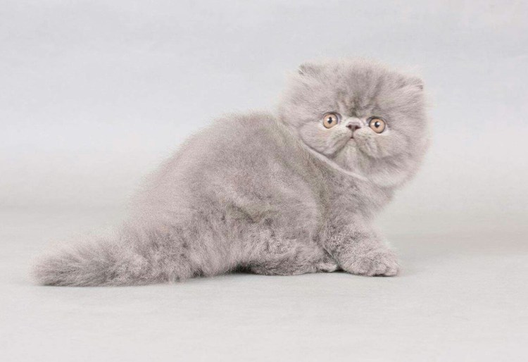 Скоттиш фолд Манчкин