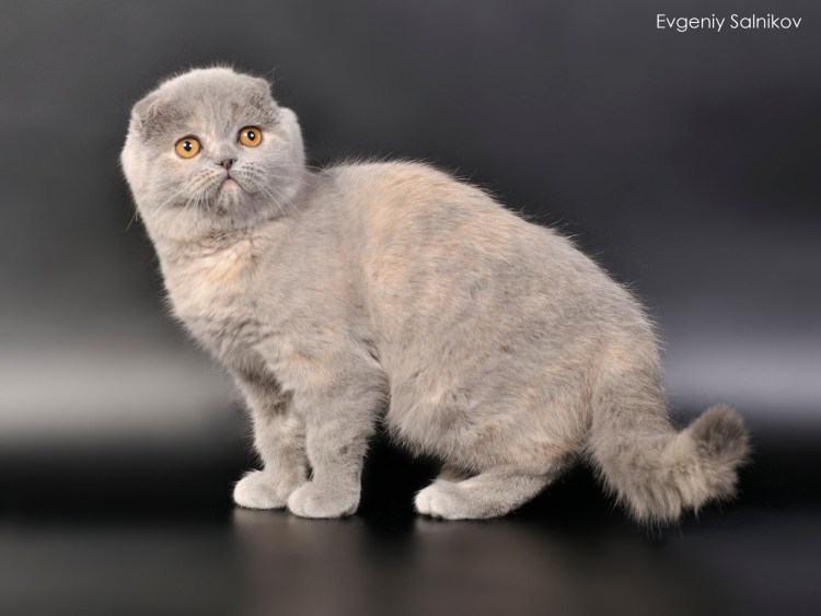 Скоттиш-фолд Шотландская вислоухая хвост