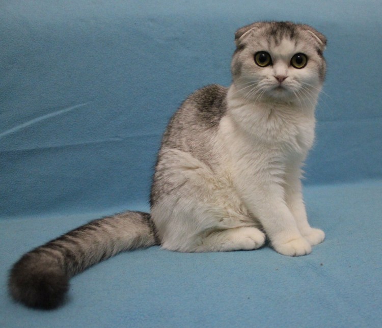 Вислоухий британец Ясон