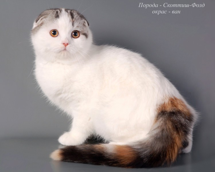 Персидская кошка серая вислоухая