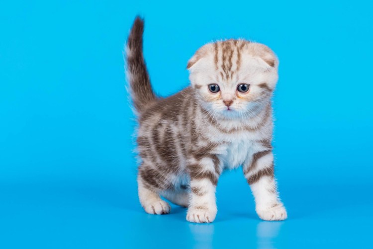 Кот с висячими ушами