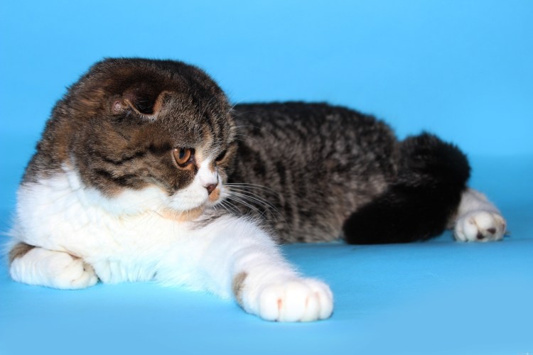 Руфизм у шотландских кошек
