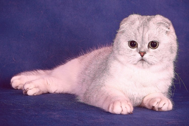 Шотландский вислоухий кот белый