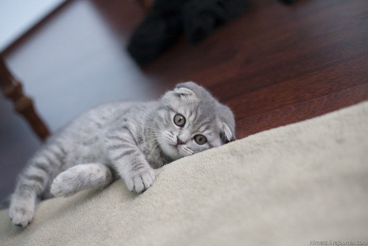 Scottish Shorthair SFS 71