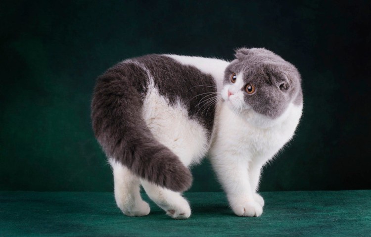 Остеохондродисплазия шотландских вислоухих кошек