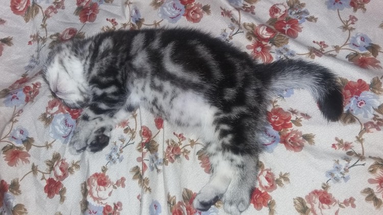 Скоттиш фолд Манчкин