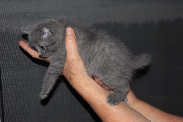 Вислоухий британец карликовый