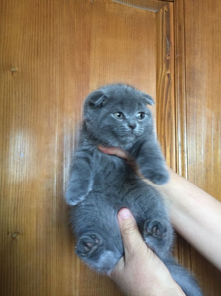 Смешные стихи про котов