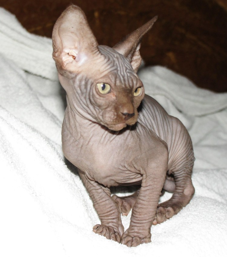 Канадский сфинкс биколор Пойнт