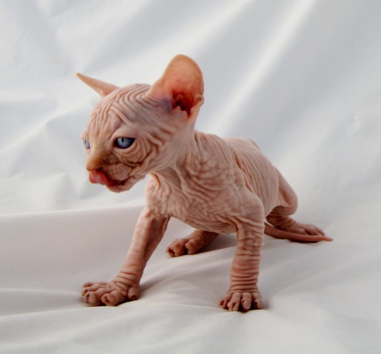 Шоколад Пойнт сфинкс