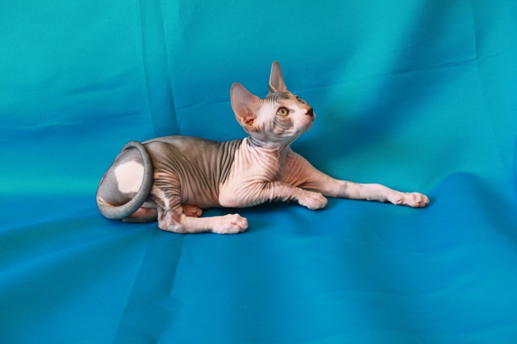 Шоколадный минк сфинкс