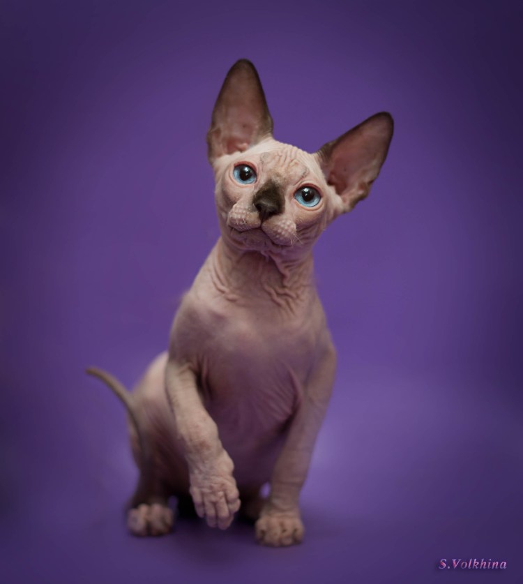 Донской сфинкс бежевый