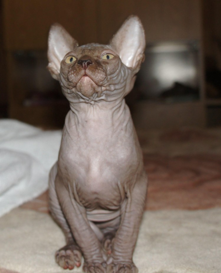 Сфинкс минк шоколад