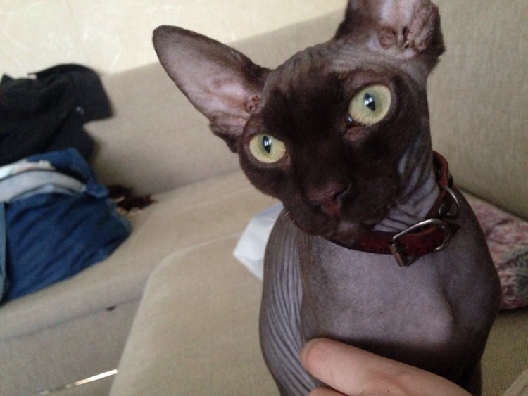 Канадский сфинкс Орехово-Зуево