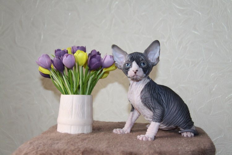 Ольга Никишина сфинкс