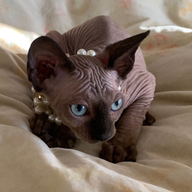 Сфинкс окрас b33