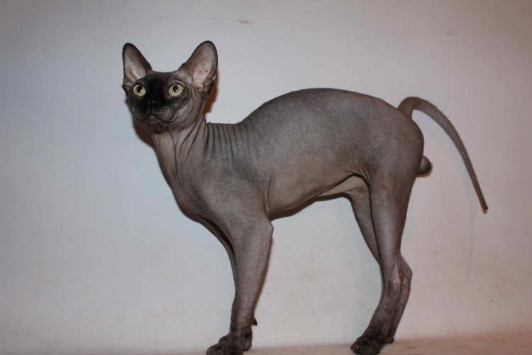 Канадский сфинкс биколор Пойнт