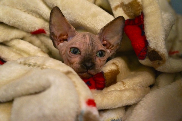 Канадский сфинкс черный