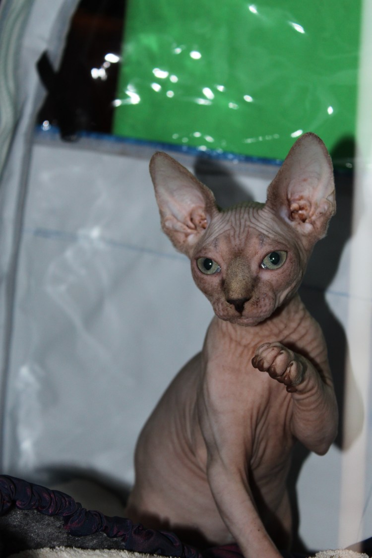 Йоркширский терьер и сфинкс