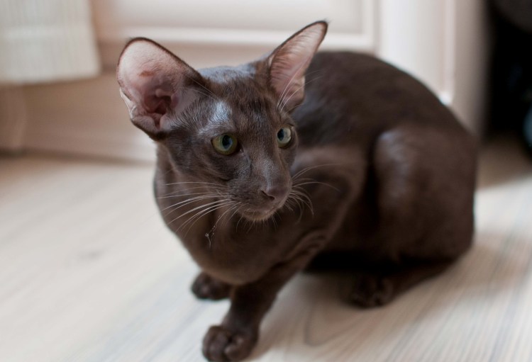 Канадский сфинкс биколор