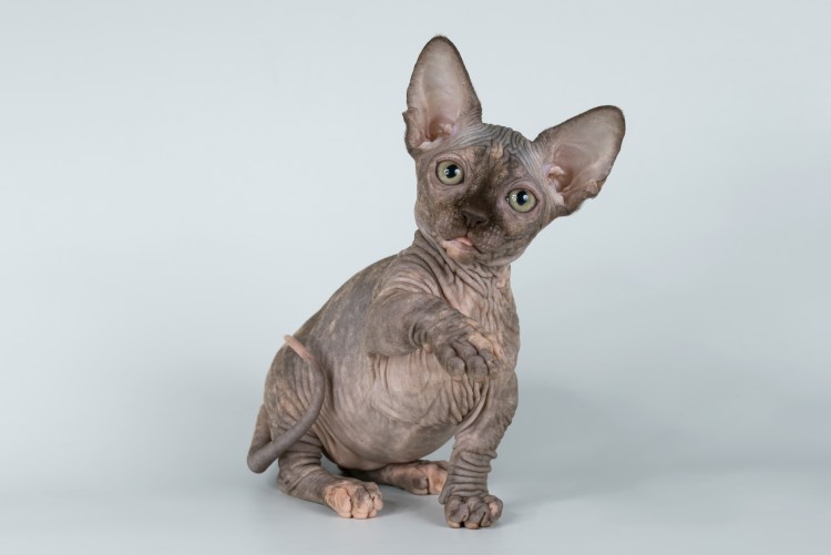 Канадский сфинкс шоколадного окраса девочки