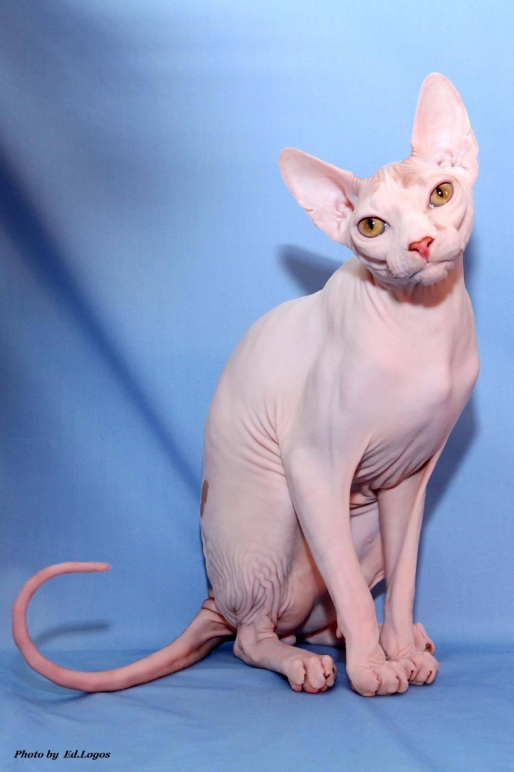 Сфинкс Бамбино мини