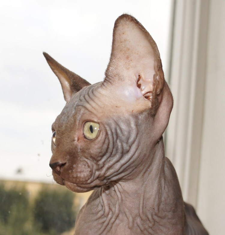 Канадский сфинкс коричневый