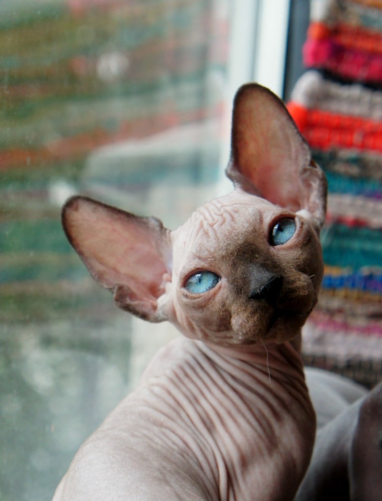 Ориентал окрас эбони