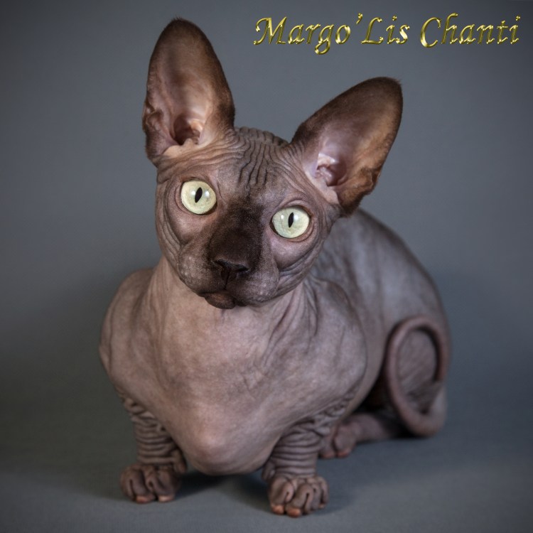 Окрас Бамбино канадский сфинкс