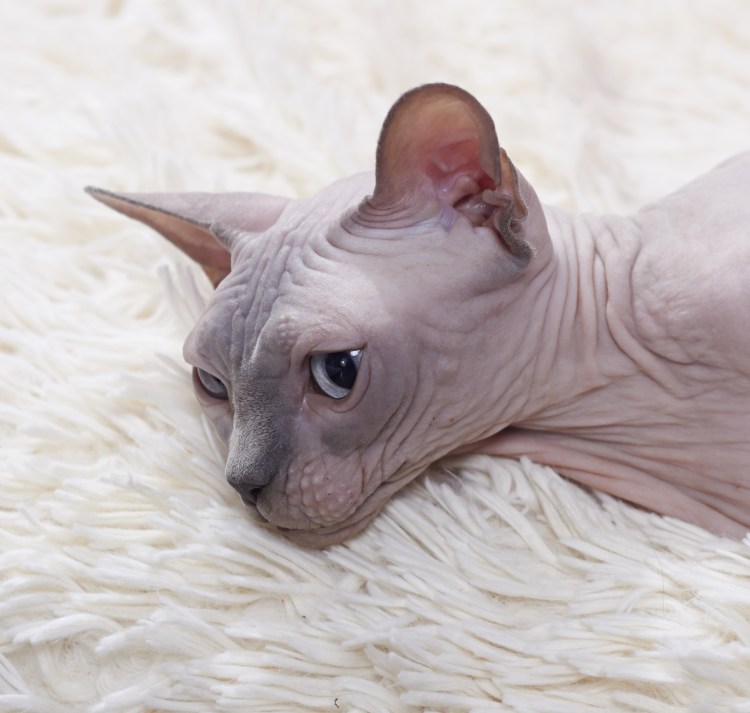 Киска сфинкс