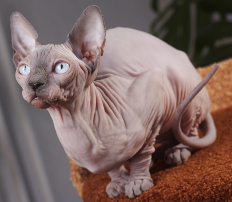 Канадский сфинкс шоколадный