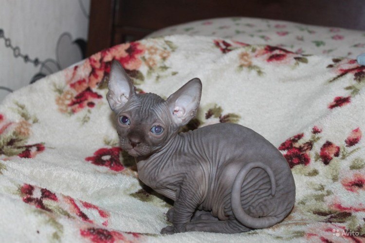 Канадский сфинкс сил Пойнт