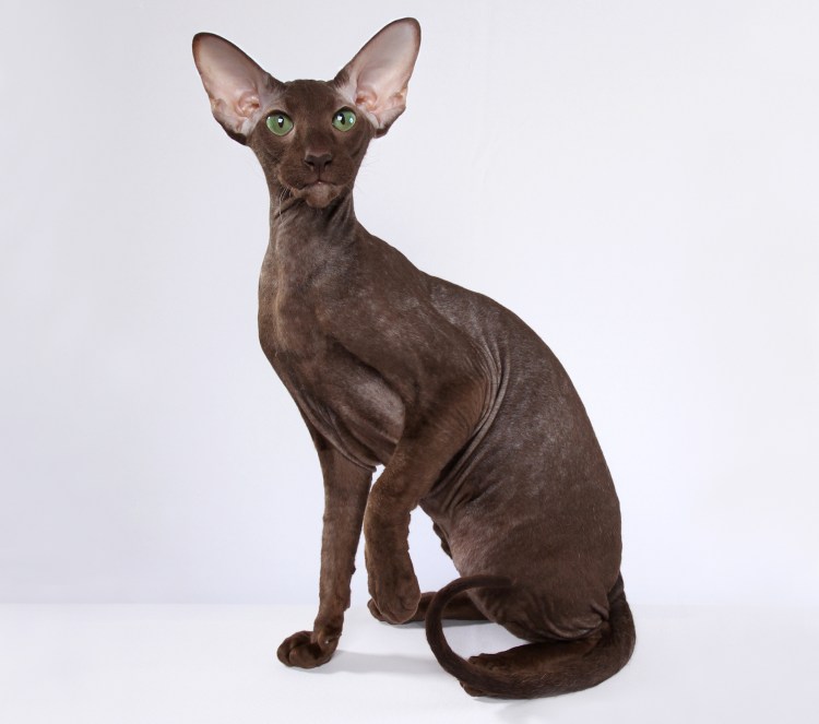 Черный минк канадский сфинкс