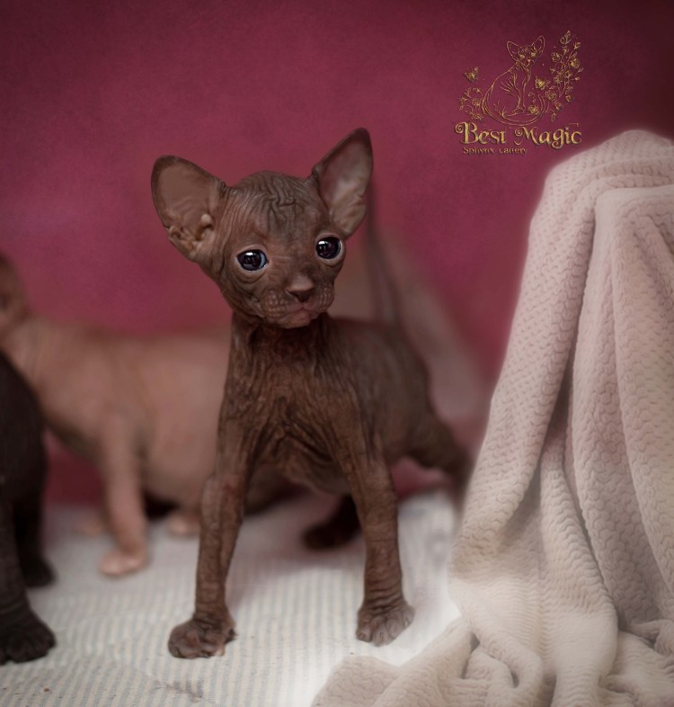 Канадский сфинкс шоколадного окраса