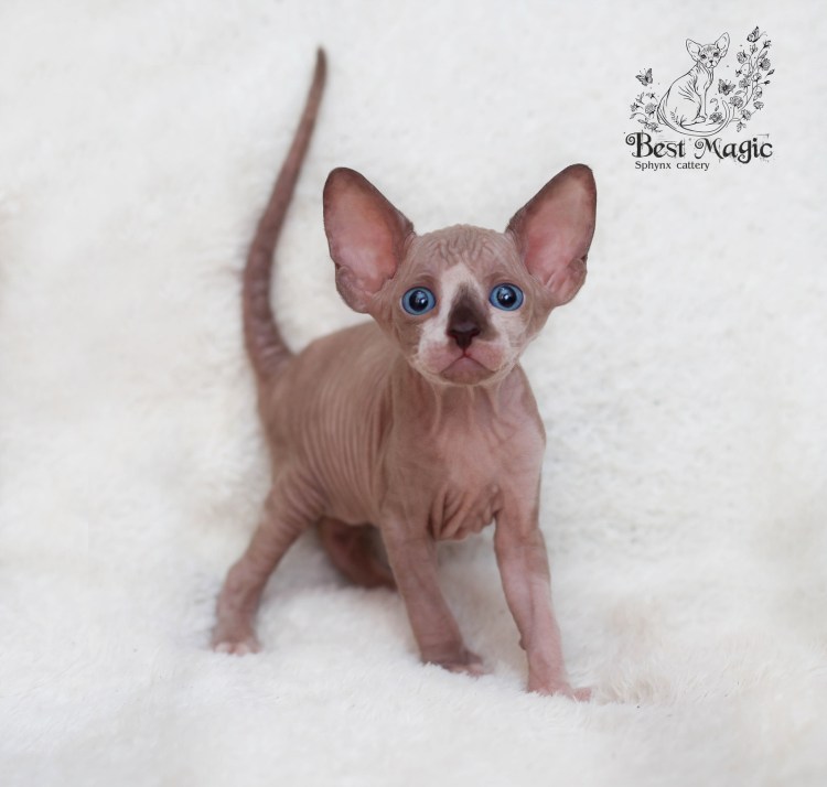 Канадский сфинкс черный