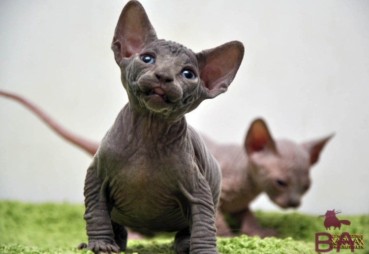 Канадский сфинкс шоколадный