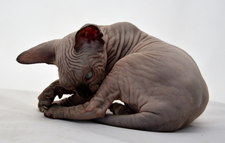 Сфинкс окрас b33